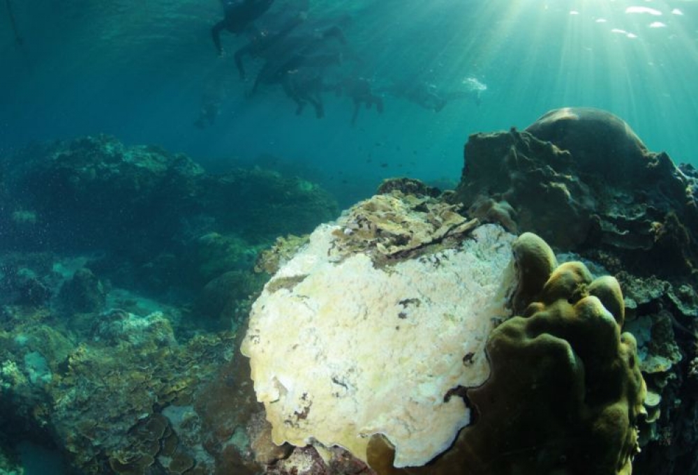 台灣珊瑚礁學會日前在臉書上公開多張珊瑚礁白化的照片，揭示17年來最嚴重的一次白化現象。（翻攝自台灣珊瑚礁學會）