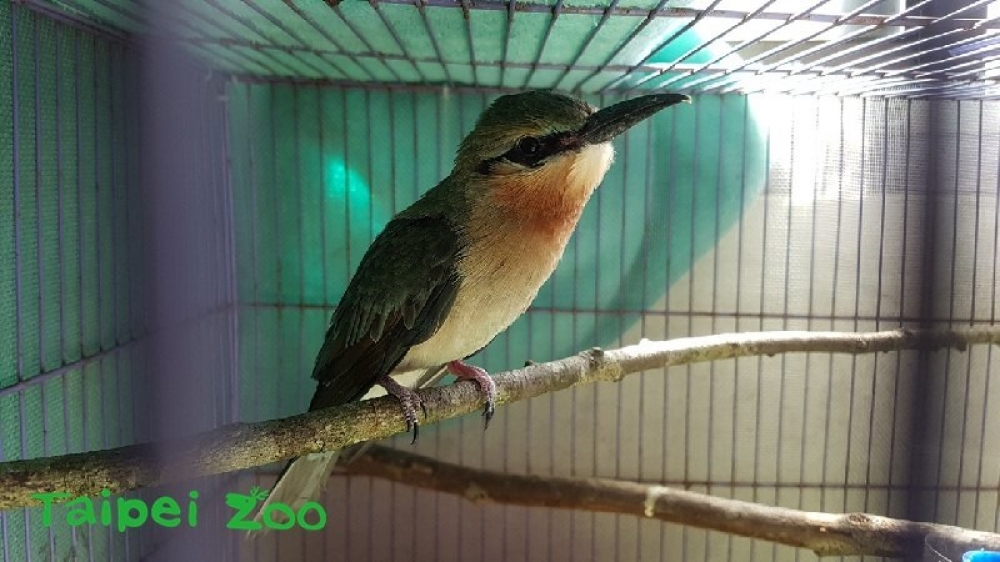 台北市立動物園成功孵化栗喉蜂虎棄蛋，剛滿37日齡活力充沛。（台北市立動物園提供）