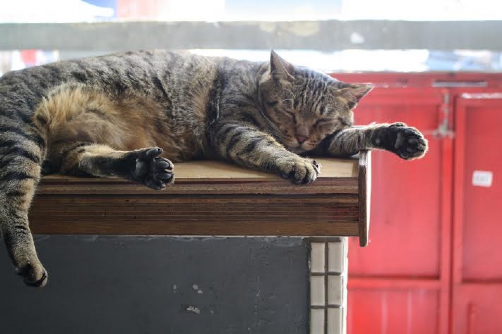 斑斑是一隻胖胖的、懶懶的公貓。（動物誌提供）