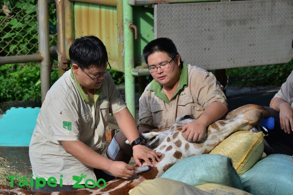 長頸鹿「宵久」原本計畫在10日清晨搬運到六福村主題遊樂園與母長頸鹿進行配對，不料在搬運過程中意外身亡。（翻攝自台北市立動物園網站）