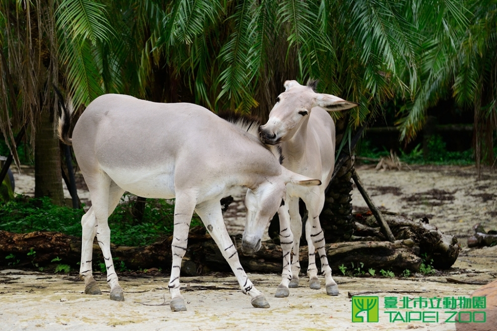 台北市立動物園12日表示，去年透過歐洲瀕危物種計畫引進非洲野驢，有著驢 一般的叫聲，腳卻像斑馬一樣有條紋。（翻攝自台北市立動物園官網）