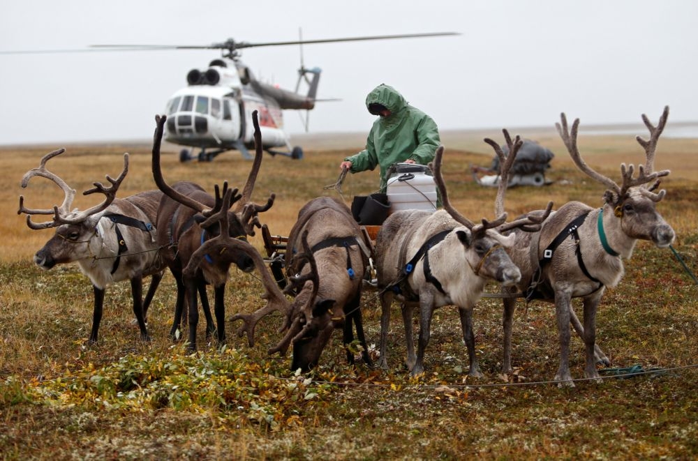 西伯利亞擬捕殺25萬隻馴鹿，圖為西伯利亞的游牧族群。（湯森路透）