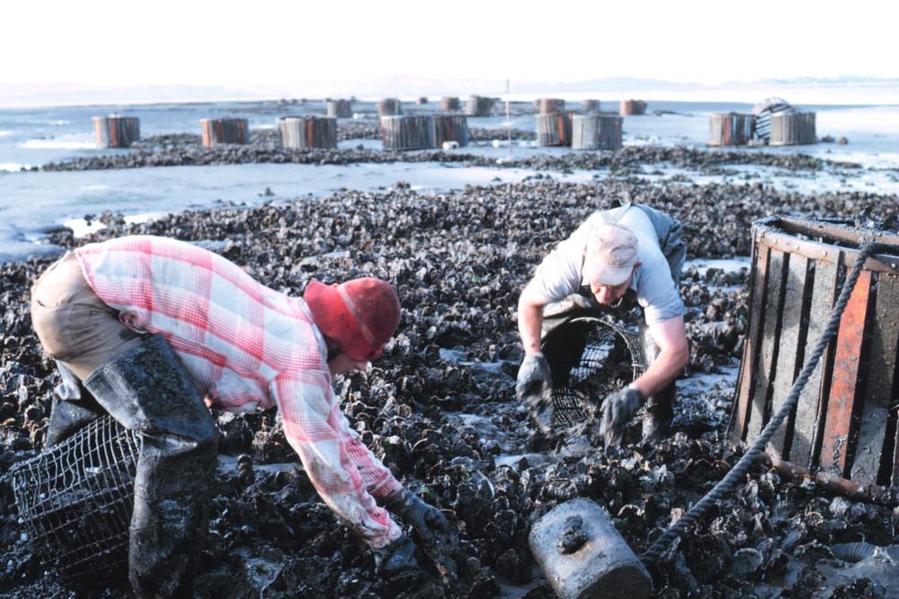 農委會水試所透過生命條碼鑑定，確定葡萄牙牡蠣的品種源於台灣。（翻攝自維基百科）