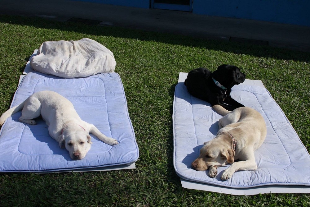 蔡英文總統臉書PO愛犬享受日光浴照片，也祝大家周末愉快。（翻攝自蔡英文臉書）