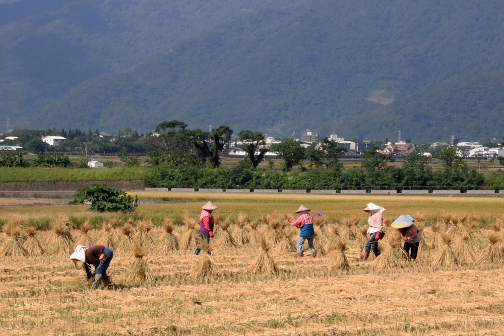 當地居民正在收割農作物（攝影：蘇依俐）