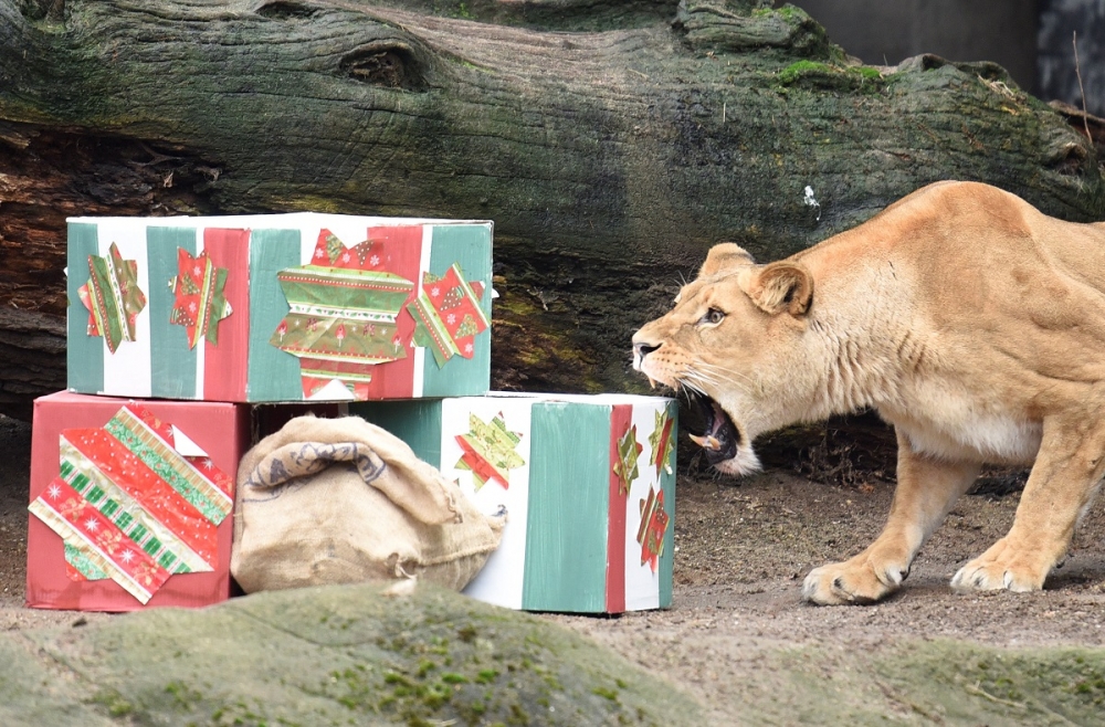 德國漢堡哈根貝克動物園一隻獅子打開耶誕禮物盒。（湯森路透）