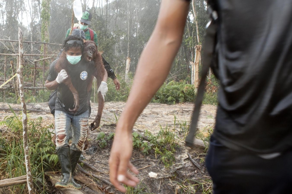 綠色和平指控，滙豐集團為摧毀印尼雨林及泥炭地的棕櫚油企業提供融資服務，間接帶來違法開發、加劇空氣污染和溫室氣體排放，更威脅極瀕危特有生物紅毛猩猩的存亡。（綠色和平提供）
