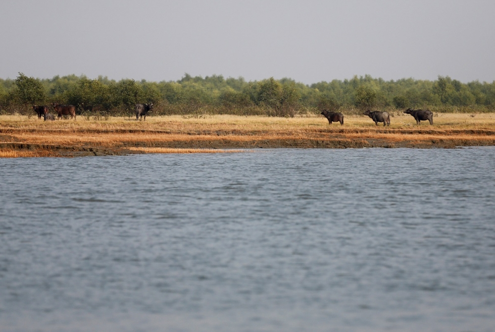 孟加拉灣處可見沙加爾島上的水牛。（湯森路透）