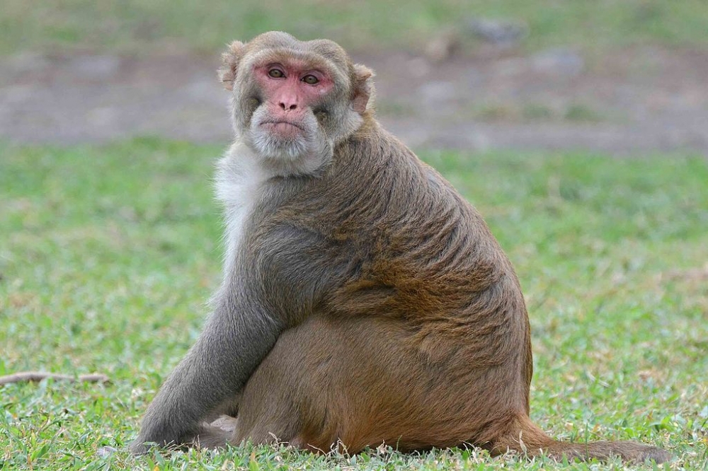 男性避孕凝膠於恆河猴上實驗成功。（Wikimedia Commons）