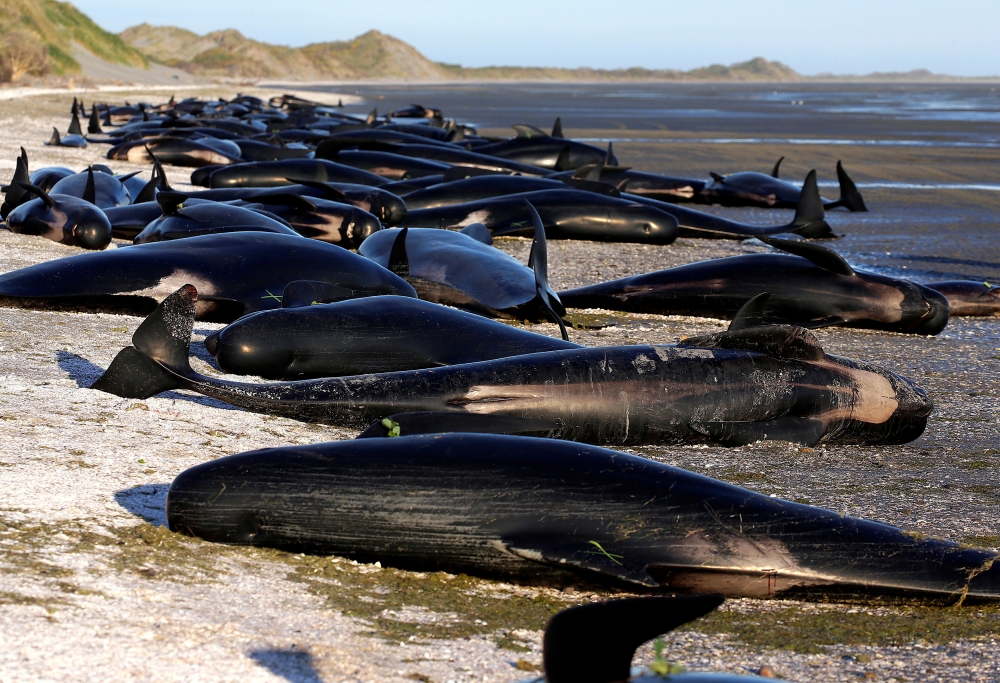 超過400頭鯨魚9日晚間擱淺在紐西蘭南島金灣的送別角。（湯森路透）