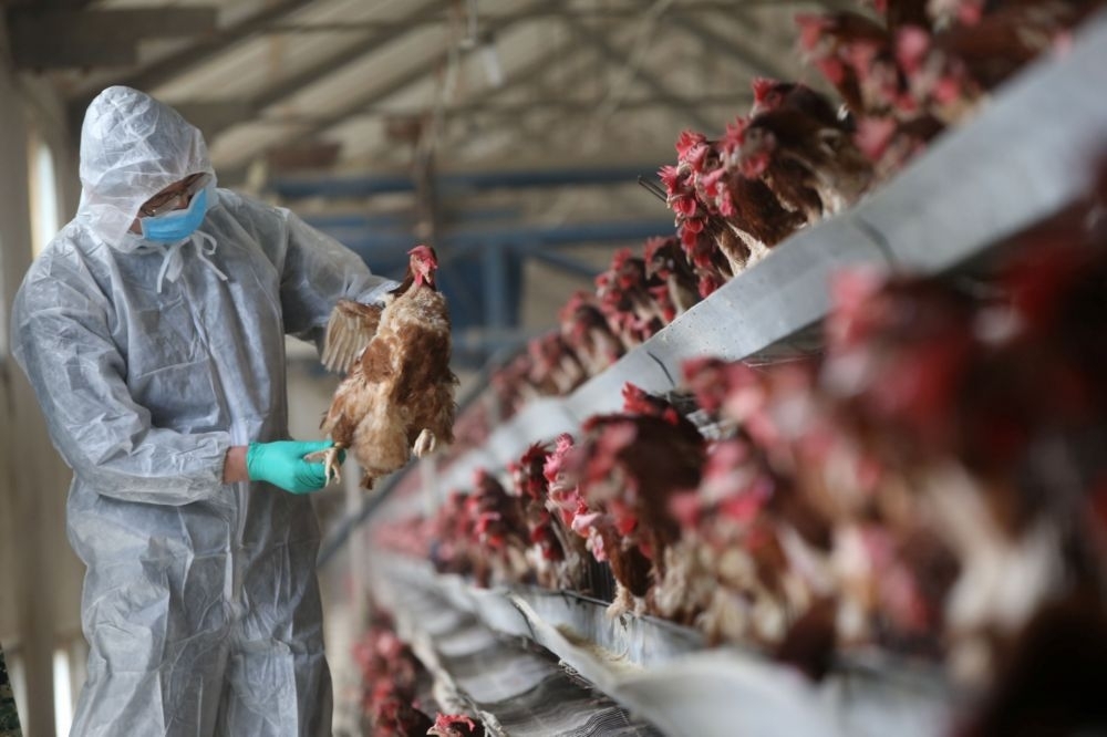 在24日解除禁運首日，防疫檢察局又檢驗到2起H5N6亞型高病原性禽流感，目前已經由花蓮縣動植物防疫所執行後續防疫處置措施。（湯森路透）