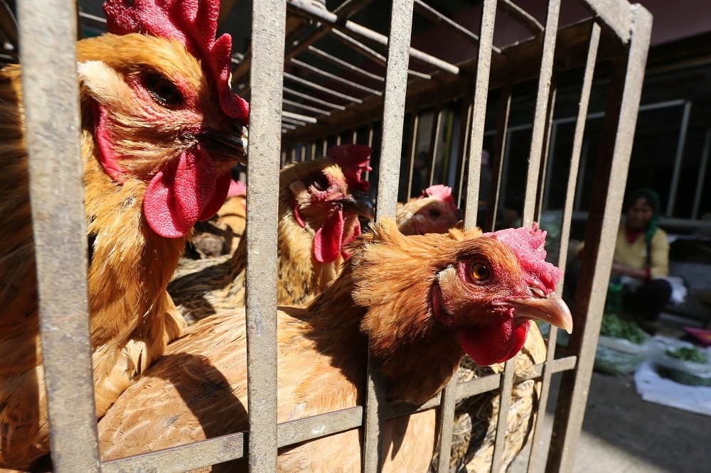 禽流感「禽傳人」主因曝光！香港大學公布「H7N9禽流感傳播」最新的研究指出，H7N9禽流感病毒之所以能「禽傳人」跨物種感染，主因是病毒發生了基因突變。（湯森路透）