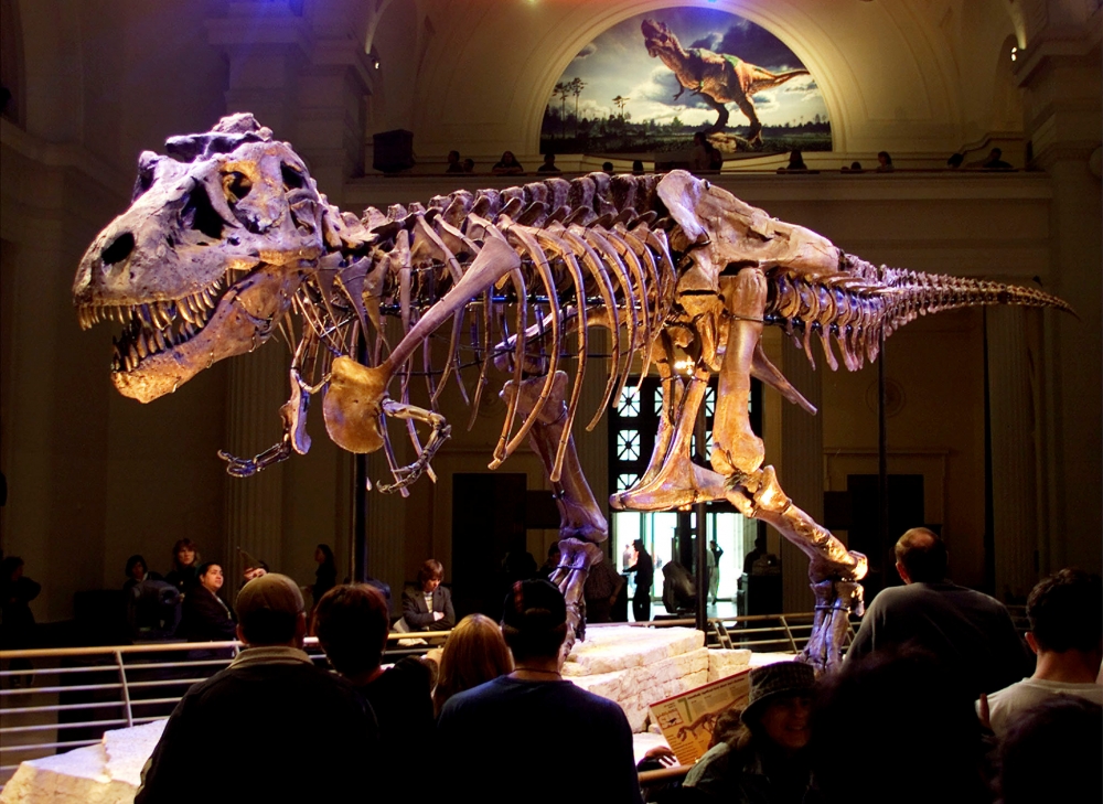 美國芝加哥博物館中展出的恐龍。（湯森路透）