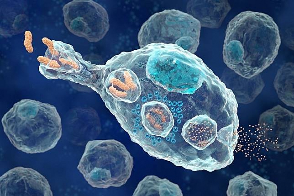 巨噬細胞為人體免疫系統用於攫取有害入侵物的白血球，是對抗病毒感染的高手。（The Meducator）