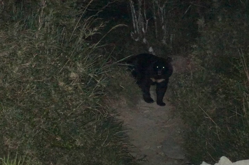 嘉明湖國家步道17日凌晨有黑熊現身，台東林管處呼籲至嘉明湖的登山客要將垃圾廚餘妥善打包。（圖片取自台灣黑熊保育協會臉書）