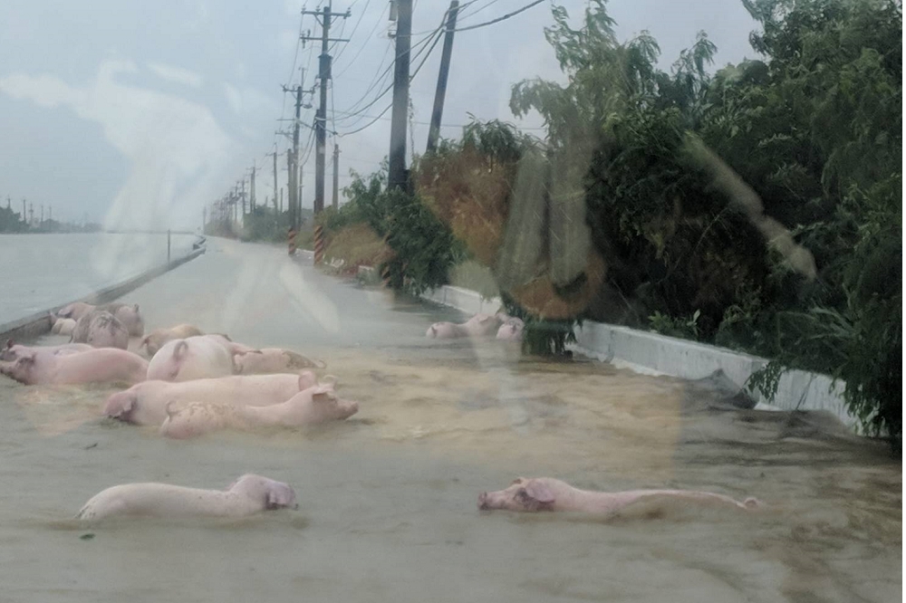 南部大雨成災，有人將嘉義縣布袋鄉「豬在游泳」的奇景發上網。（圖片取自台灣新聞記者聯盟資訊平台）