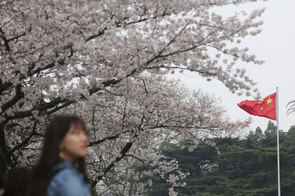 中國溫州一生態園區舉辦櫻花節，卻以塑膠花以假亂真，圖為櫻花示意圖。（湯森路透）