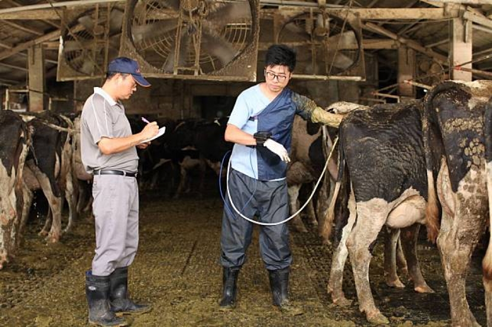 農委會在幾個縣市招募「乳牛飼育團」牧場管理員，並以每月最高3萬6800元的工資，希望為酪農業找新血解決缺工問題。圖為示意圖。（圖片取自鮮乳坊臉書）
