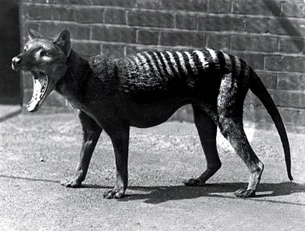於1936年滅絕的塔斯馬尼亞老虎。（翻攝自youtube）