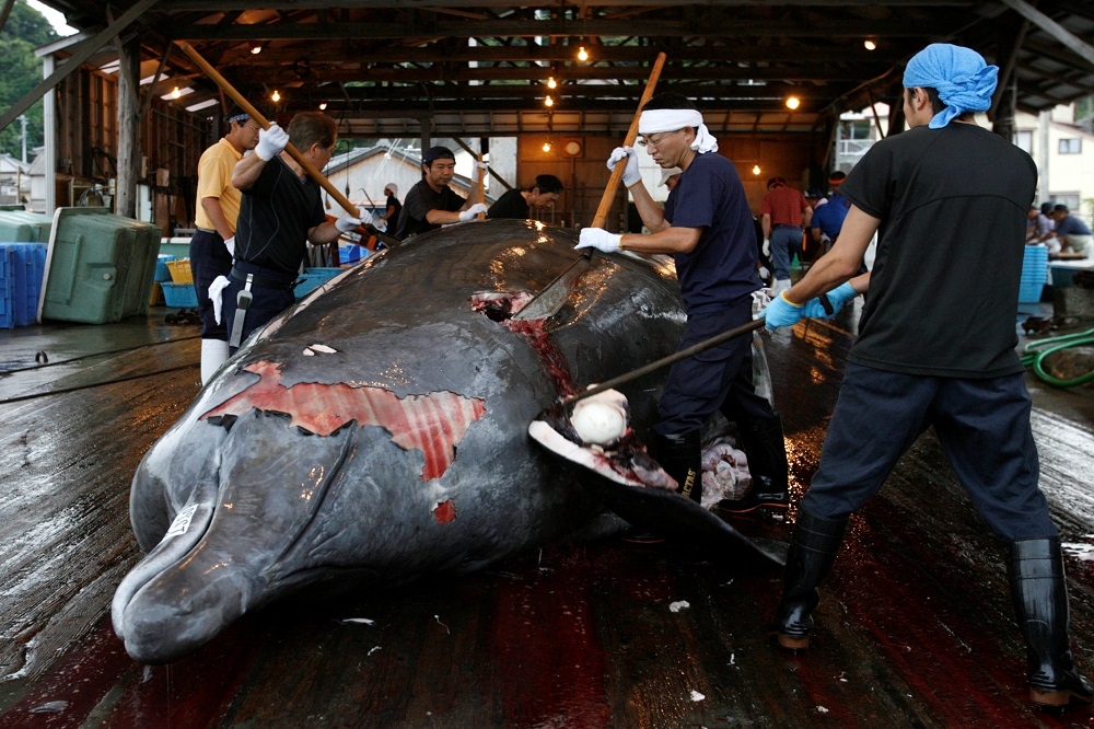 日本政府26日正式宣布退出「國際捕鯨委員會」，將恢復商業捕鯨行動。（湯森路透）