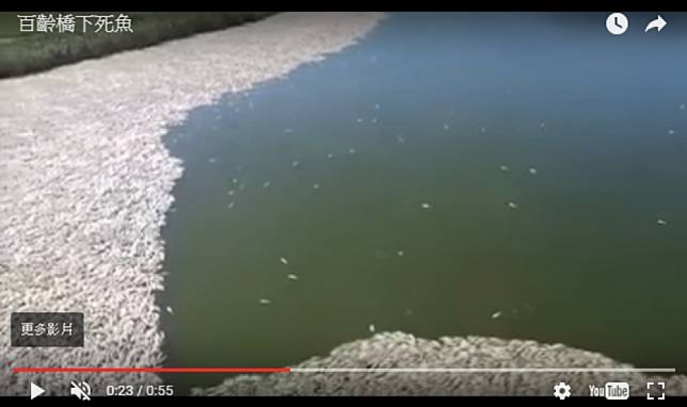 民眾發現基隆河百齡橋下魚屍滿布，驚嚇之餘拍下影片。（圖片取自YouTube）