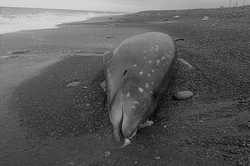 懷孕的柯氏喙鯨不幸擱淺在花東沿岸，體內懷有一隻達165公分的胎兒。（圖片取自海洋保育署網站）