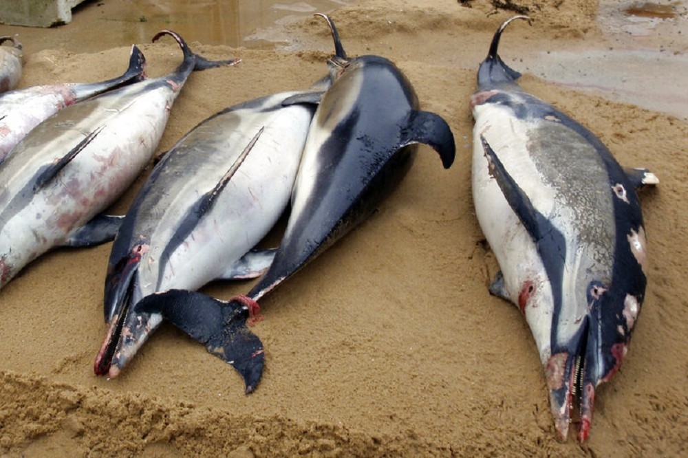 7日法國大西洋沿岸沙灘上的海豚屍體，海豚傷痕遍布，部分被繩索纏繞。（美聯社）