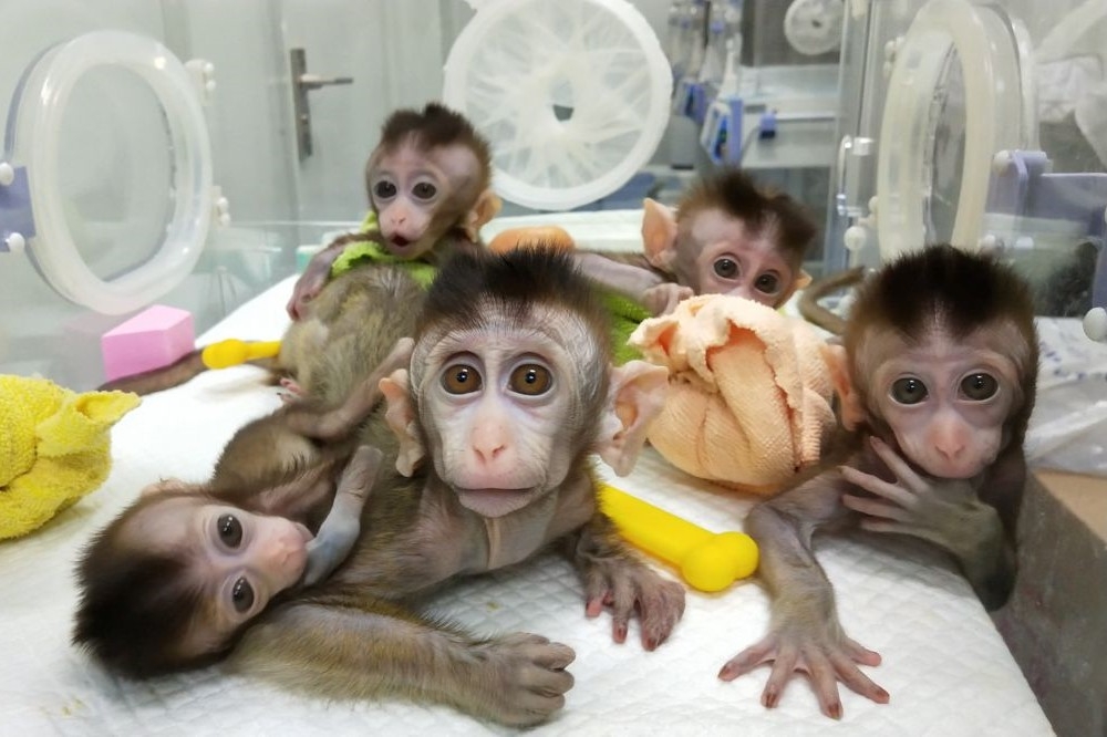 中國日前宣布將人類基因植入猴子大腦中。（湯森路透）