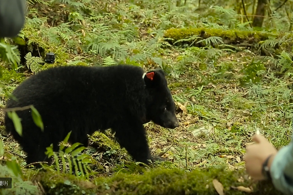 轉眼間小熊以野放一周，台灣黑熊保育協會也發佈了野放的過程記錄短片，讓大家了解小熊回家和意義的過程。（圖片截取自台灣黑熊保育協會影片）