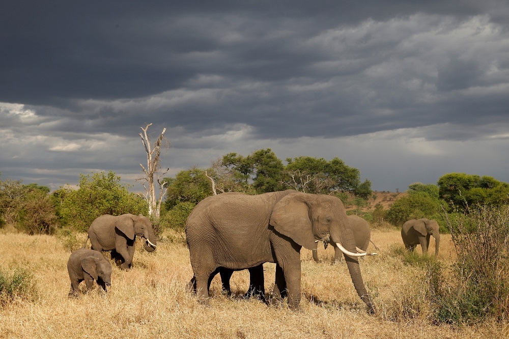 圖為東非坦尚尼亞的格魯美禁獵保護區（Grumeti Game Reserve）。（湯森路透）
