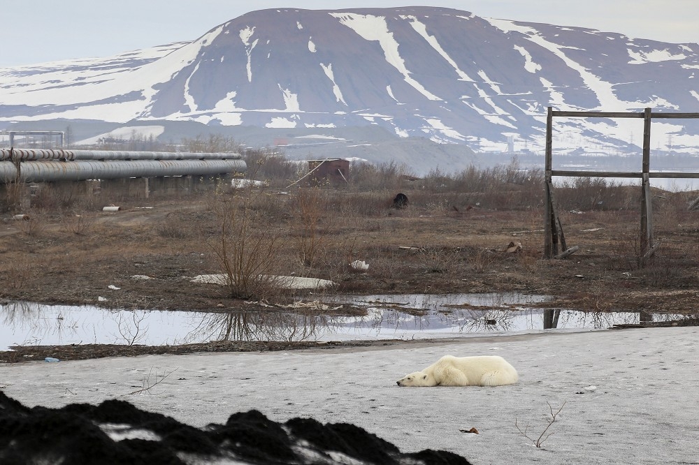 北極熊流浪到俄羅斯北部城市覓食。（湯森路透）
