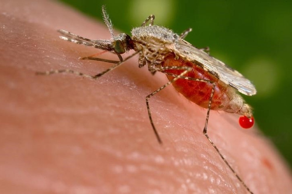 瘧疾傳染媒介之一的斯氏按蚊。（湯森路透）