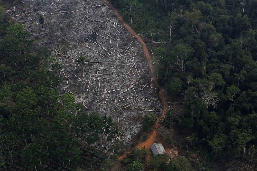 亞馬遜流域的熱帶雨林，大片面積遭到濫伐。（湯森路透）