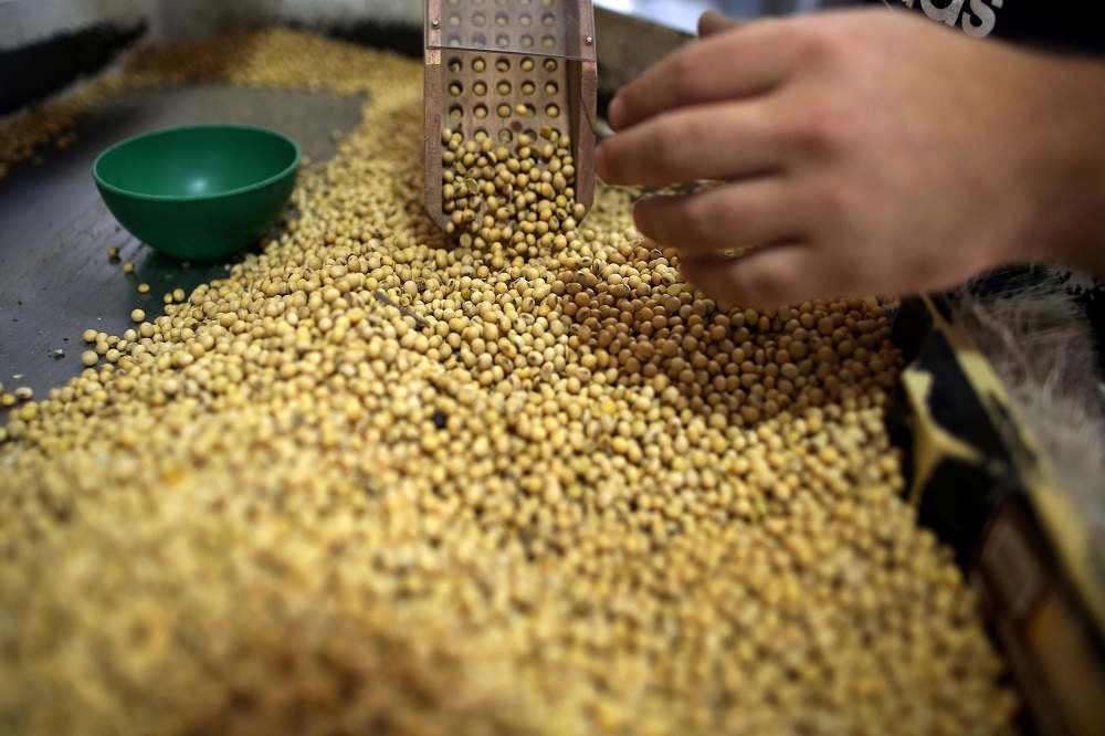 大豆是中美貿易戰的關鍵商品。（湯森路透）