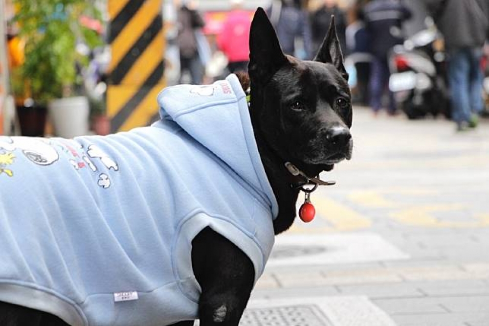 日前台灣有名女網友為了尋狗，願意花重金一百萬元，而過去也有許多毛小孩的失主願意花重金、出奇招。此圖為示意圖，非內文提到的走失犬。（資料照片，）