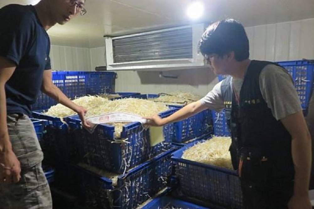 新北市衛生局28日稽查2間豆芽菜製造廠，經過快篩檢測後，發現2嘉業者在豆芽菜製程過程中皆使用漂白劑，將依違反《食安法》處3萬元以上、300萬元以下罰鍰。（新北市衛生局提供）