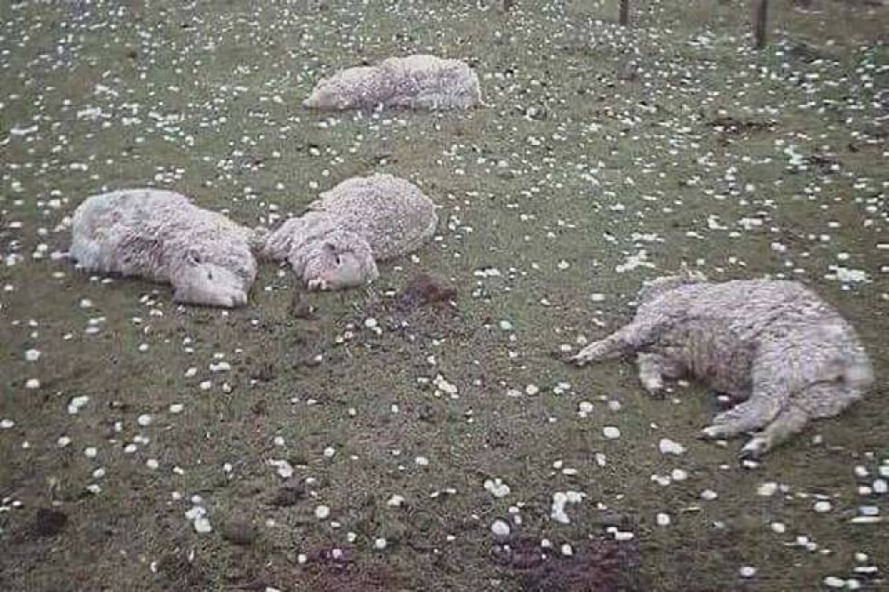 日前西班牙的北部阿爾曼薩（Almazan）發生冰雹釀災事件，許多羊隻遭到猛烈攻擊，死傷慘重。（翻攝自網路）