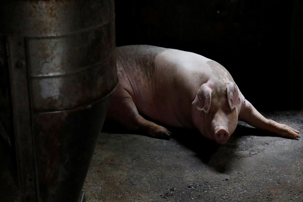 美國農業部預估，中國至2020年底的豬隻數量將減少至2.75億頭，比2018年初爆發豬瘟前銳減近40%。（湯森路透）
