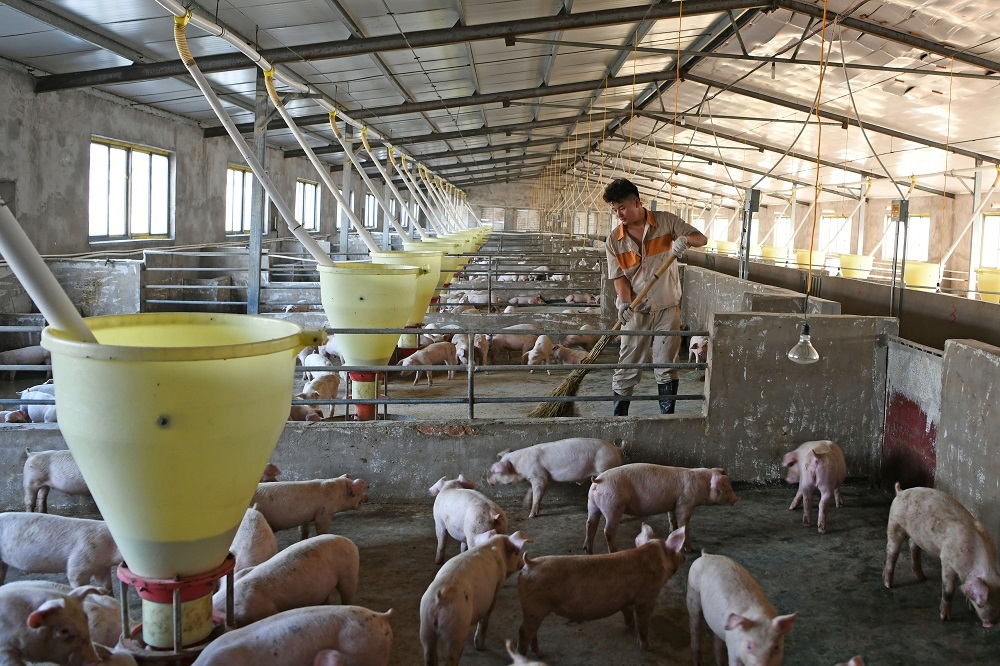 中國安徽一處養豬場工人整理環境。（湯森路透）