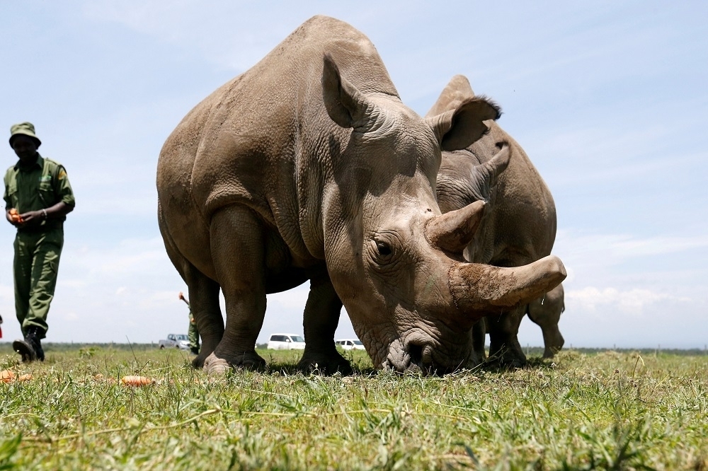 瀕臨絕種危機的北非白犀牛。（湯森路透）