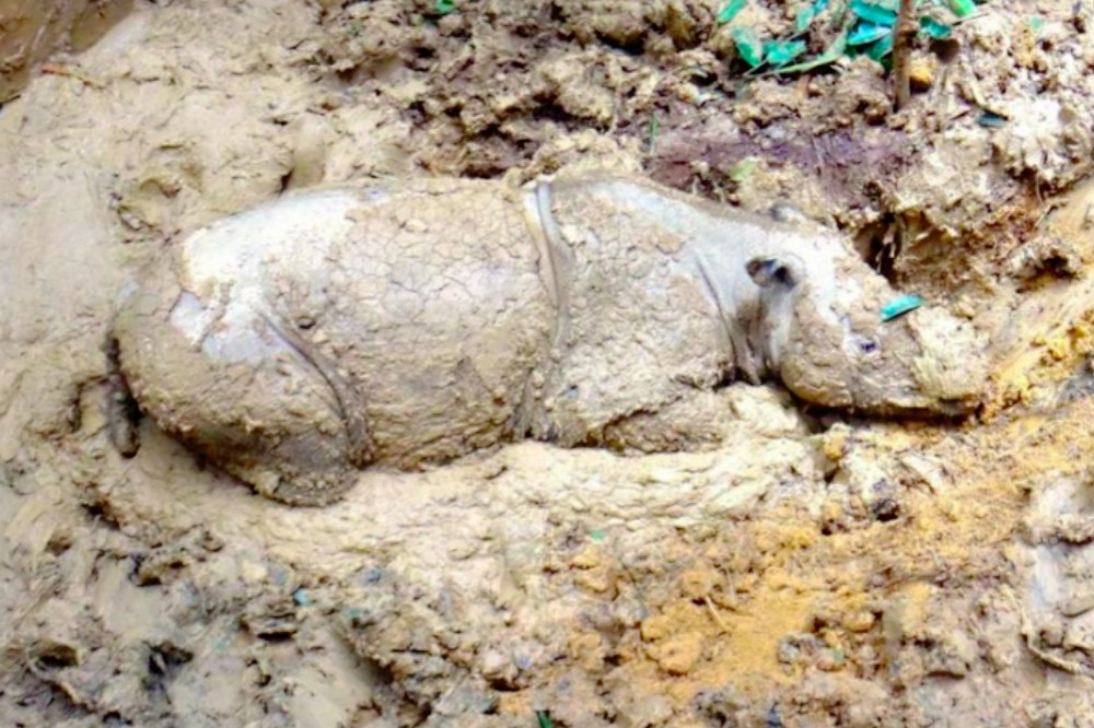 馬來西亞最後一頭雌性蘇門答臘犀牛伊曼。（取自沙巴野生動物部）