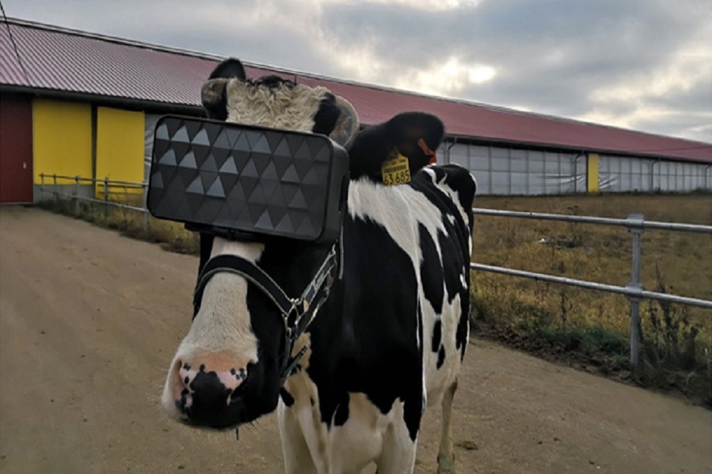 俄國研究人員將長期實驗讓乳牛帶VR的效果，若成效良好，業者可能考慮擴大實驗規模。（取自莫斯科農業食品部）