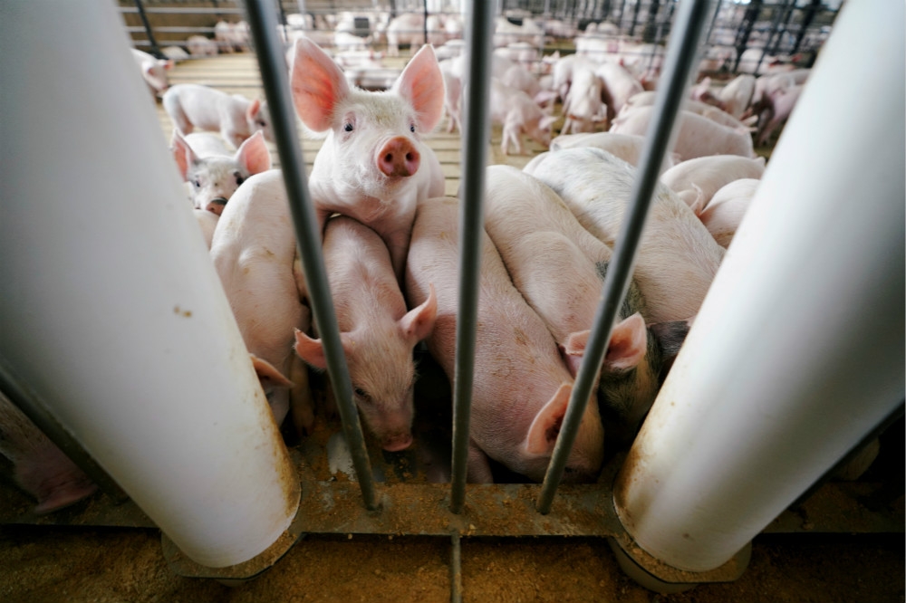 印尼北蘇門答臘省爆發嚴重豬瘟，聯合國已確診有「非洲豬瘟」的案例。（湯森路透）