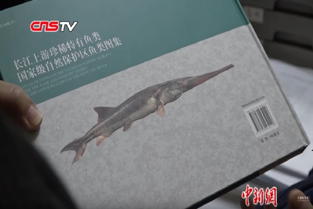 目前已知長江白鱘最長可達3.6公尺、重300公斤。（取自Youtube）