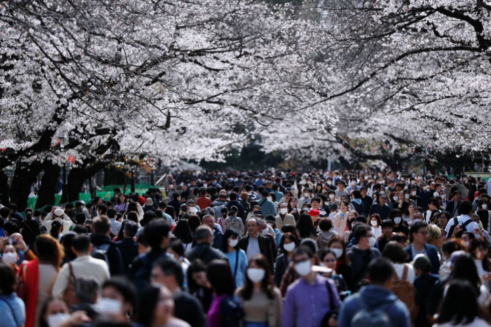 東京著名賞櫻聖地「上野公園」，湧入大批出門賞櫻的民眾。（湯森路透）