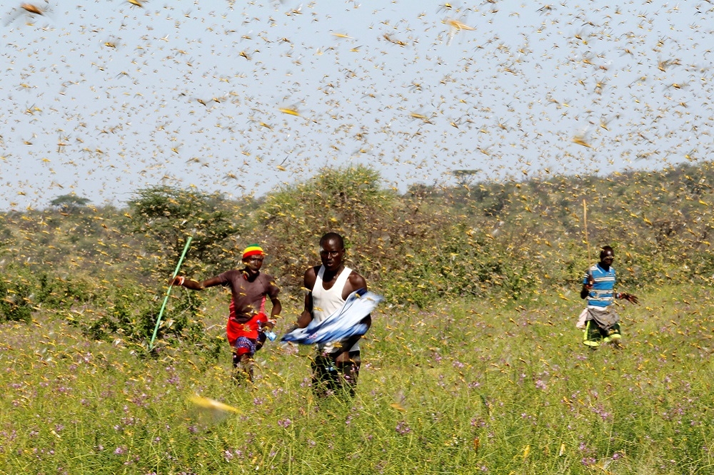 肯亞民眾試圖驅趕蝗蟲。（湯森路透）