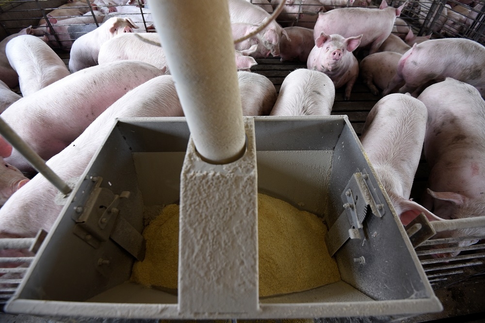美國的豬價是全球最便宜的豬肉市場之一。（湯森路透）