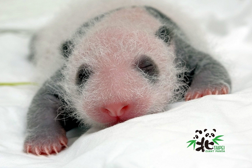 台北市立動物園的大貓熊寶寶「圓仔妹」，從6月28日出生至今，已滿15日齡。（動物園提供）