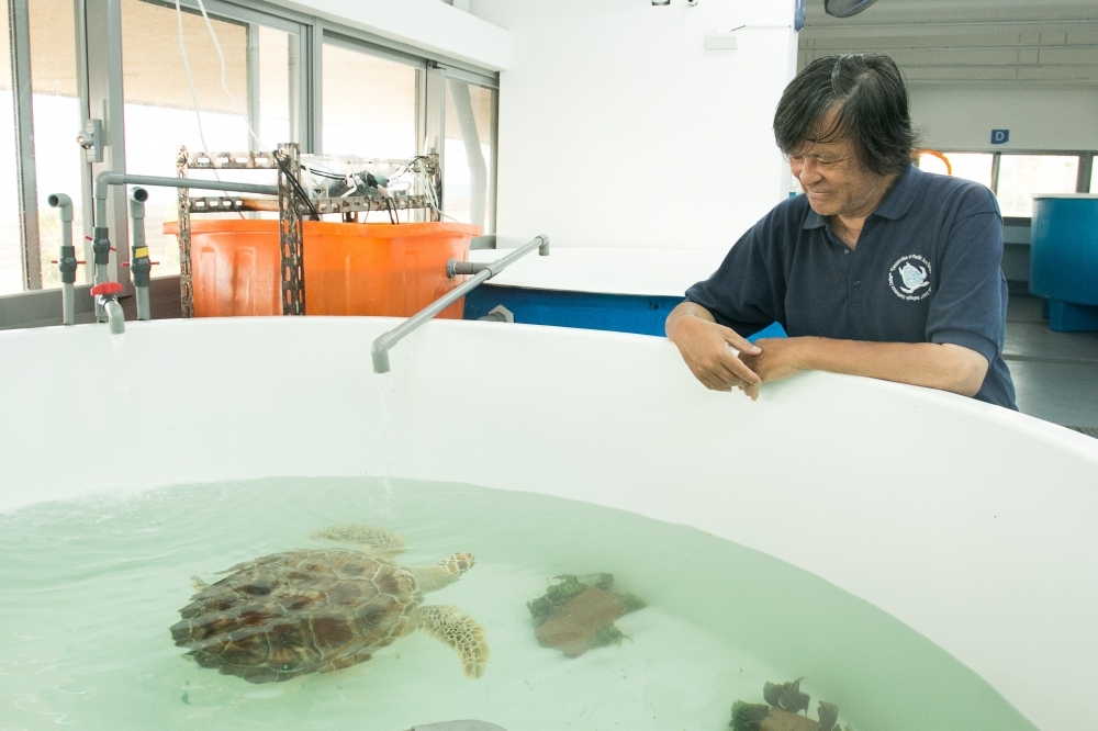 海洋大學教授程一駿首創台灣海龜實驗室，更建立「海龜救傷中心」，保育受傷病龜。（王侑聖攝）