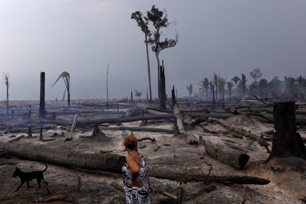 亞馬遜雨林砍伐嚴重。（湯森路透）